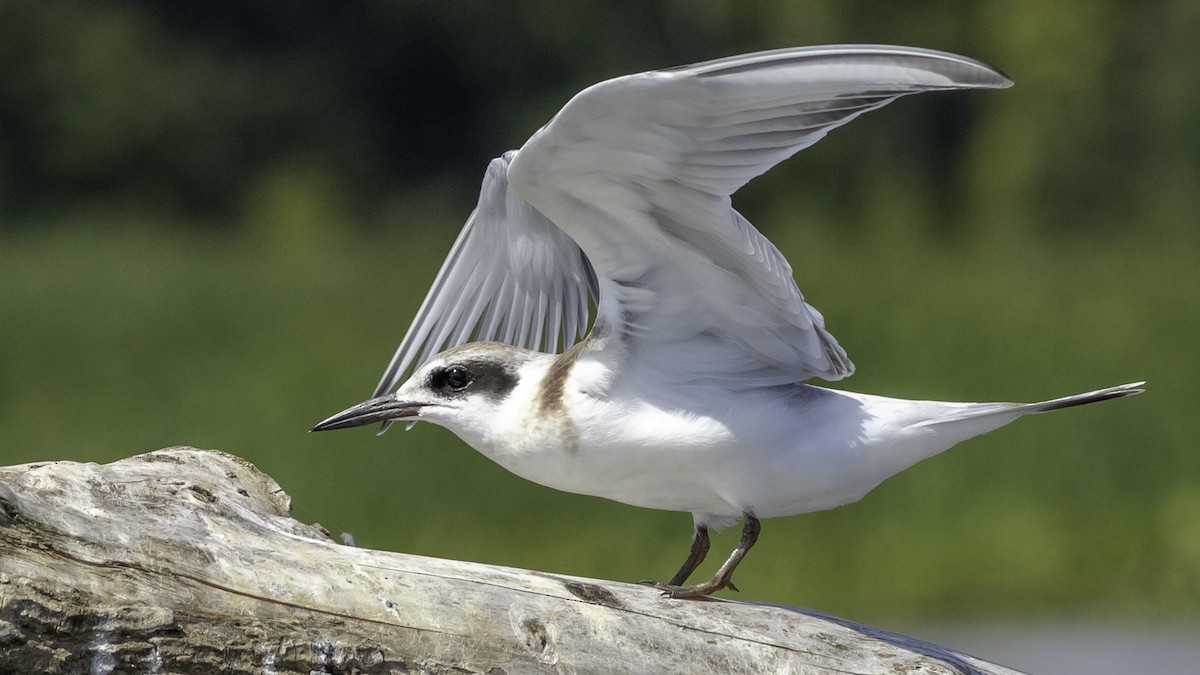 Forster's Tern - Todd Kiraly