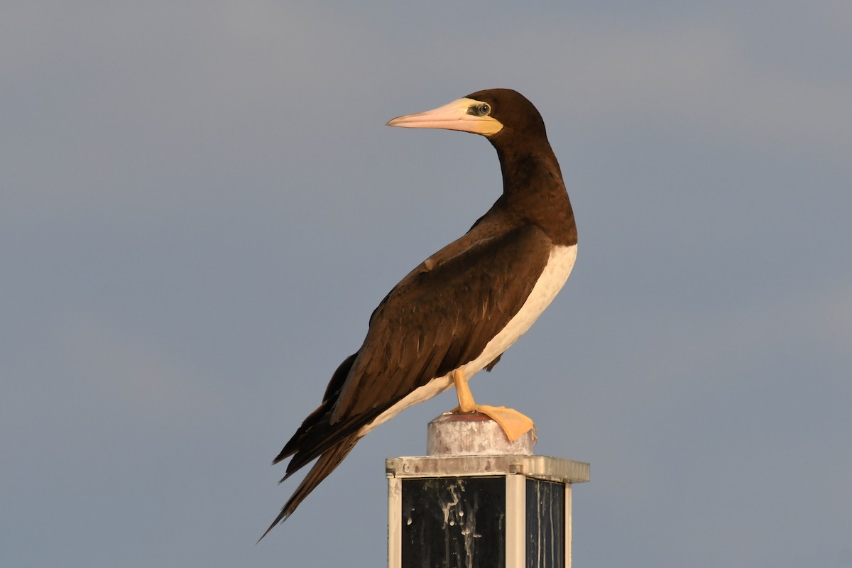 Brown Booby - ML171197061
