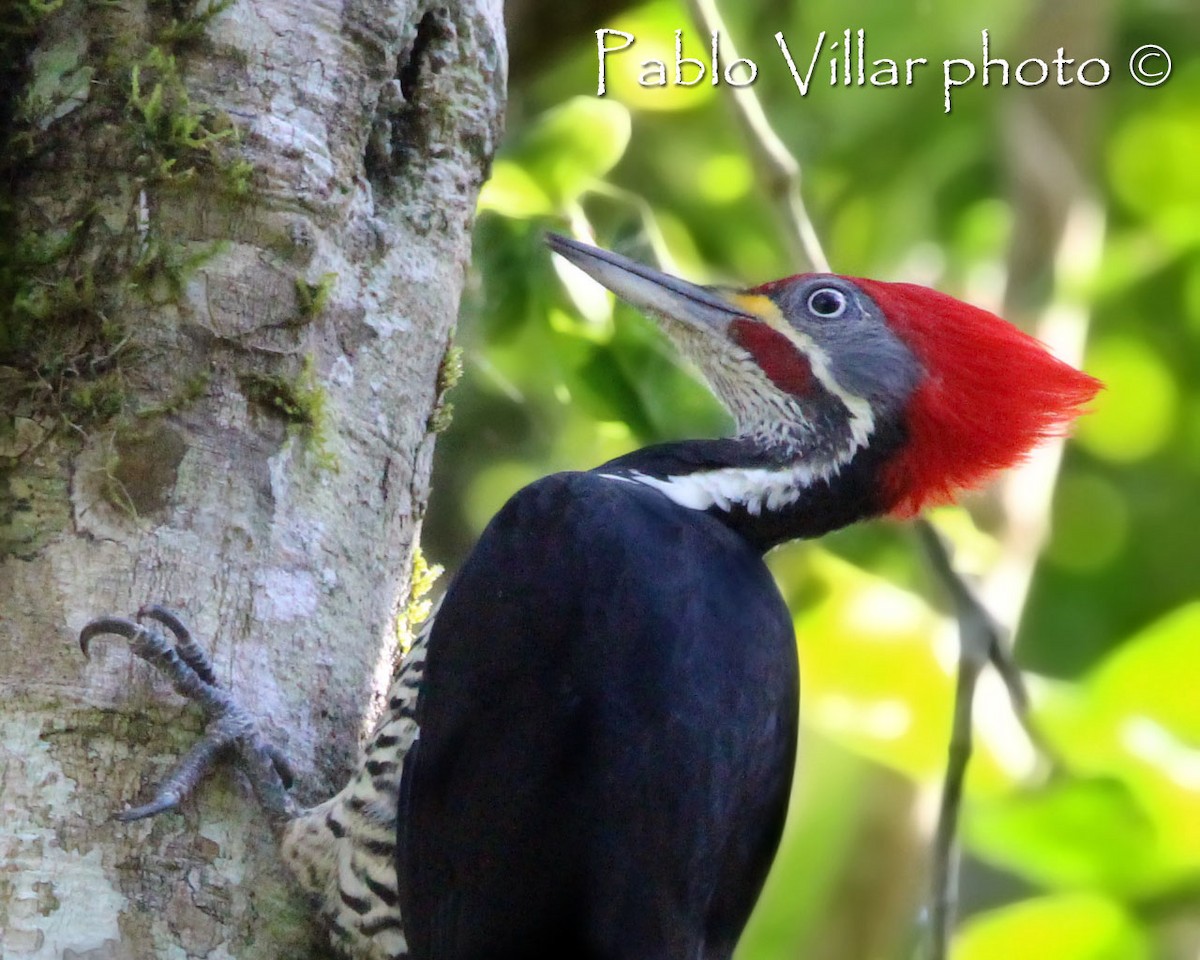 Lineated Woodpecker - Pablo Villar