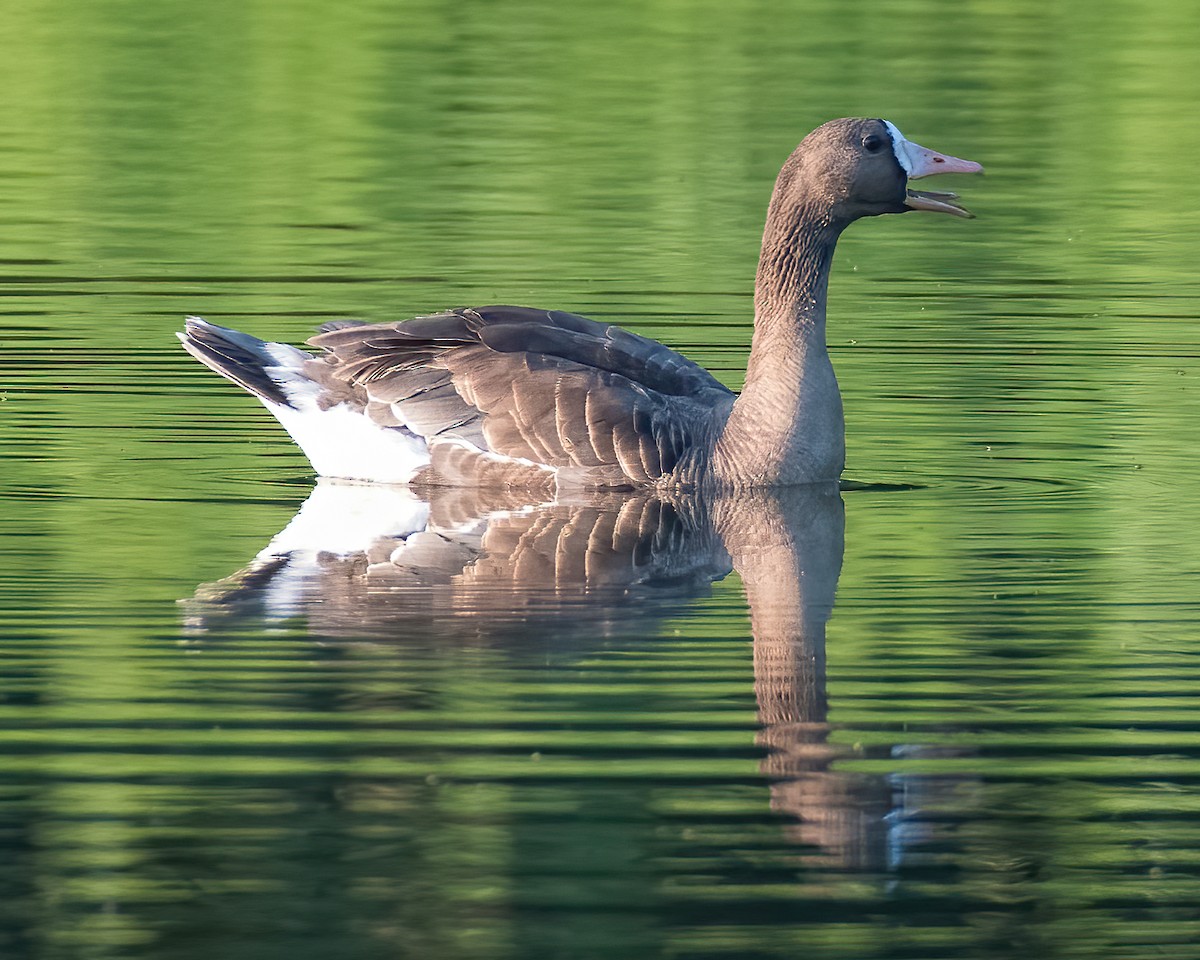 Greater White-fronted Goose - ML171211131