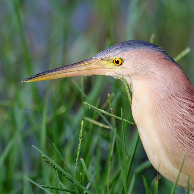 Adult showing head detail. - Yellow Bittern - 