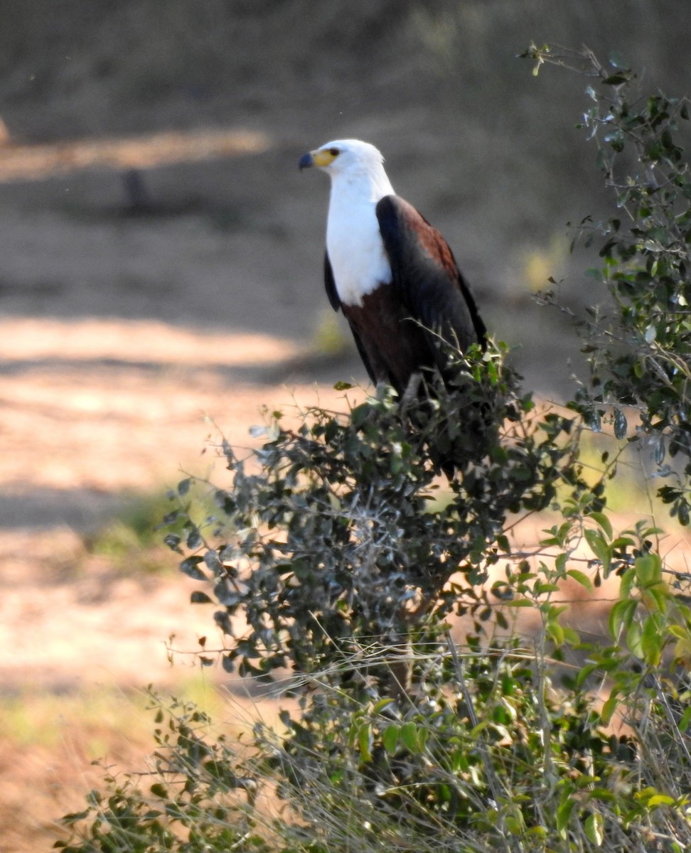 African Fish-Eagle - ML171216391