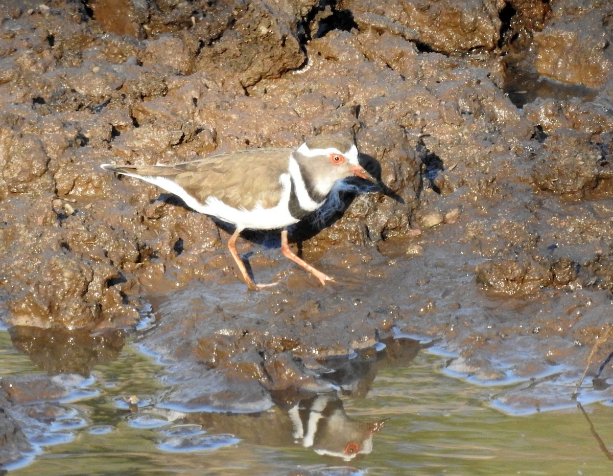 Three-banded Plover - ML171216601