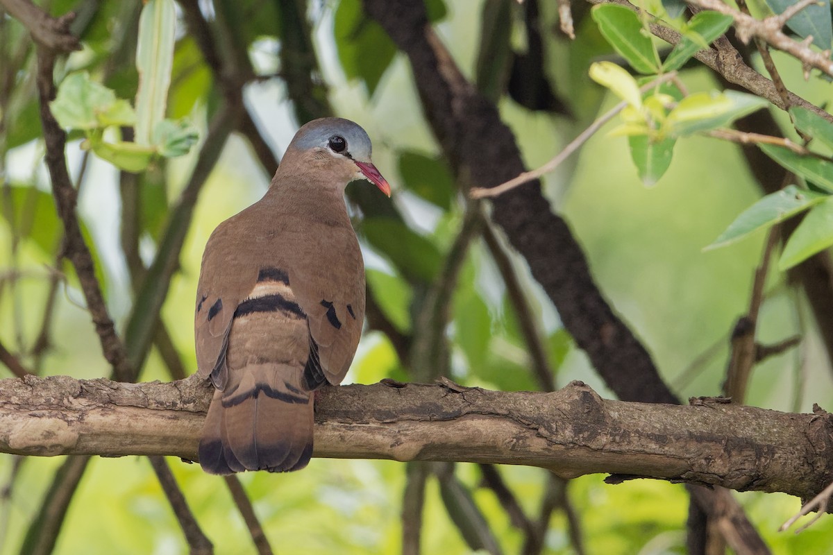 Blue-spotted Wood-Dove - Vincent Wang
