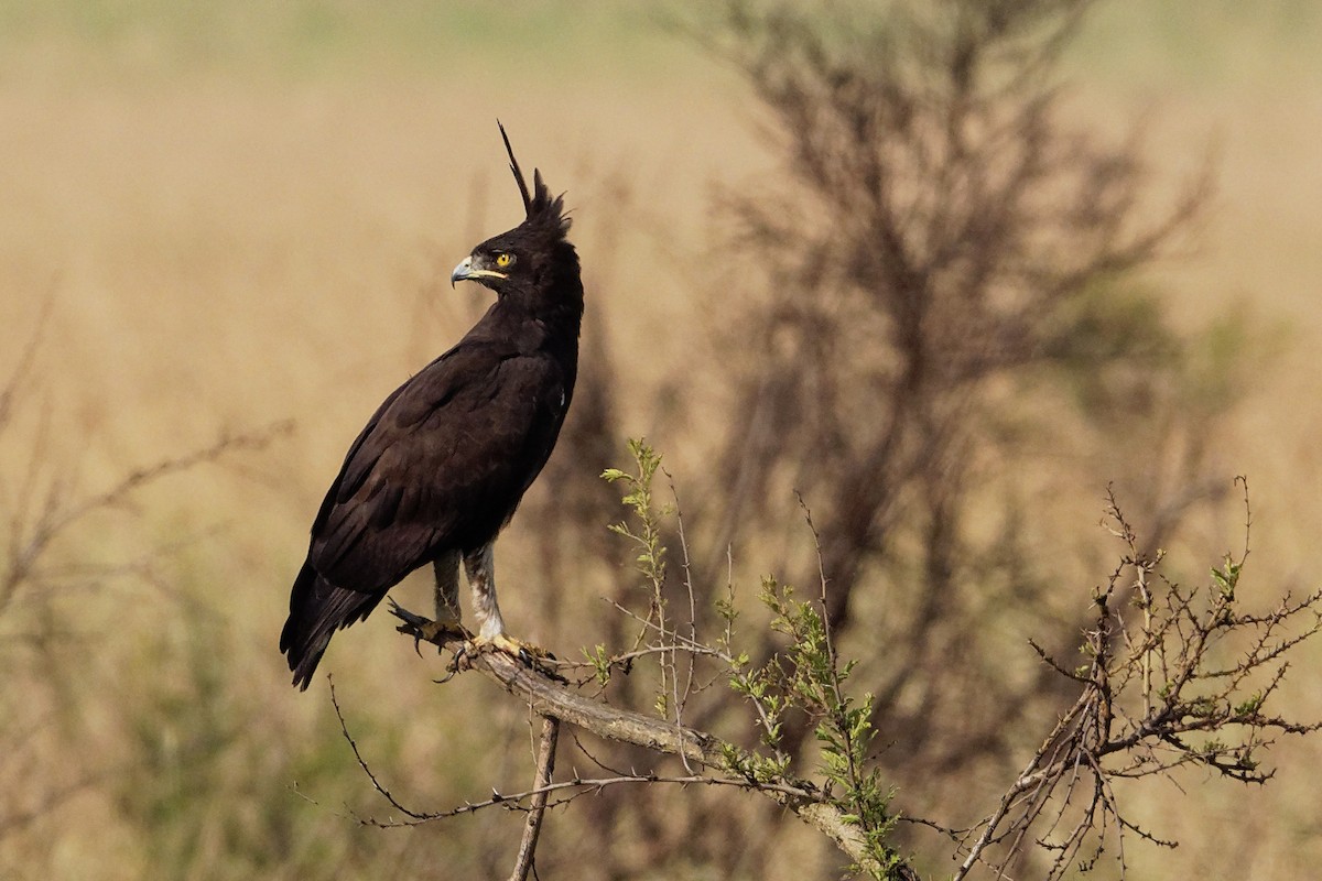 Long-crested Eagle - Vincent Wang