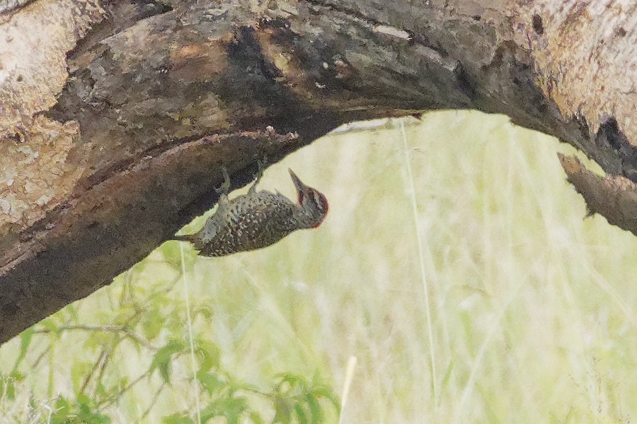Nubian Woodpecker - ML171218621