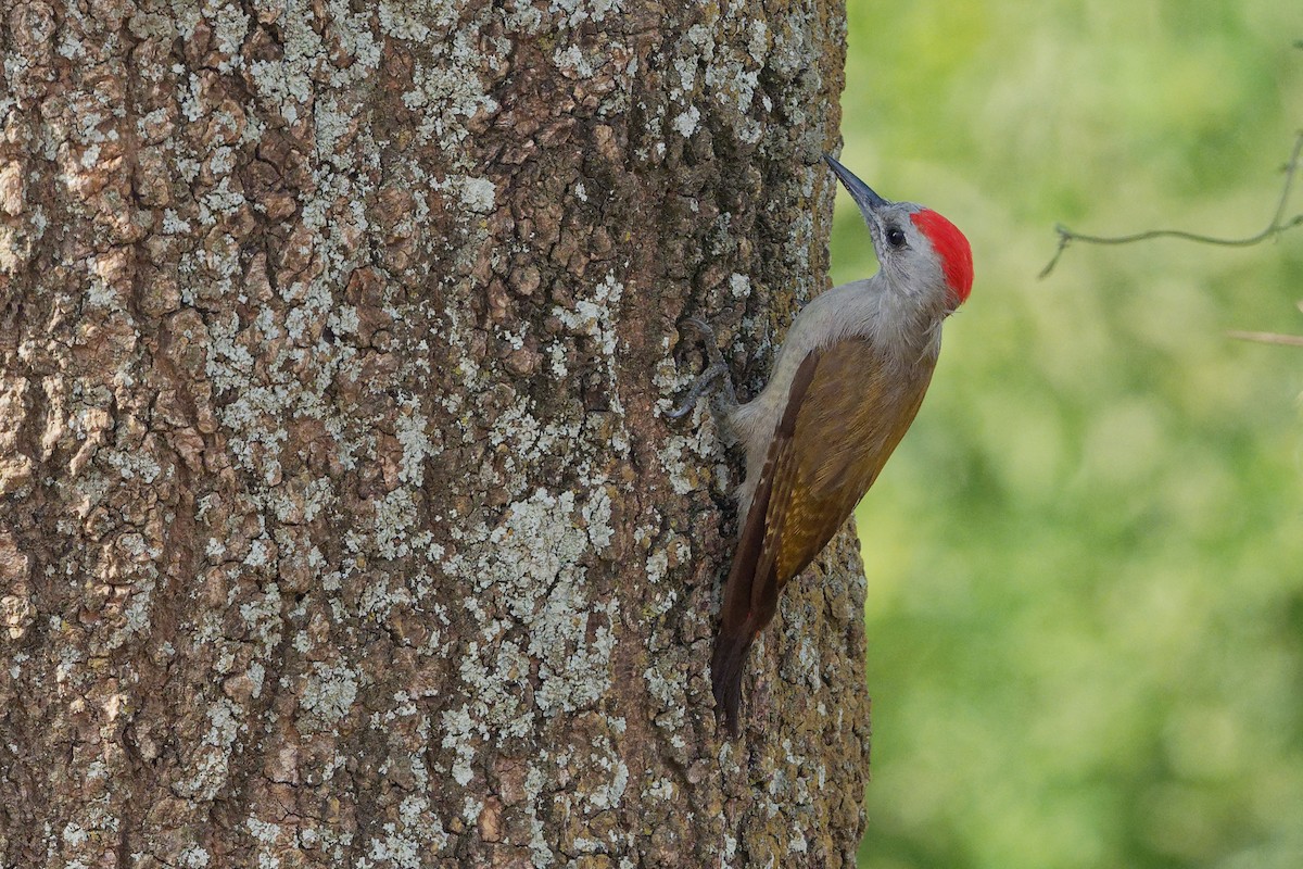 African Gray Woodpecker - ML171218741