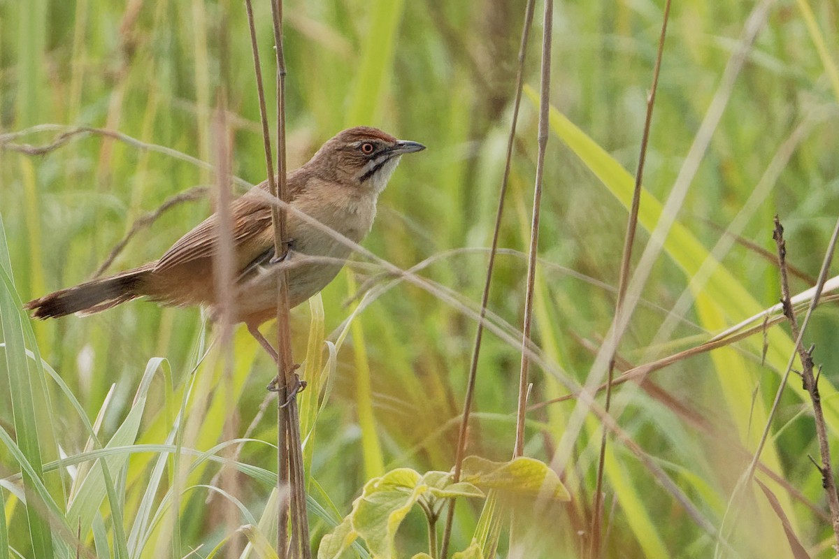 Moustached Grass-Warbler - ML171219361