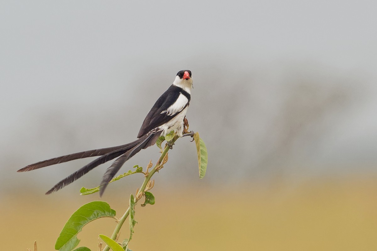 Pin-tailed Whydah - ML171220111