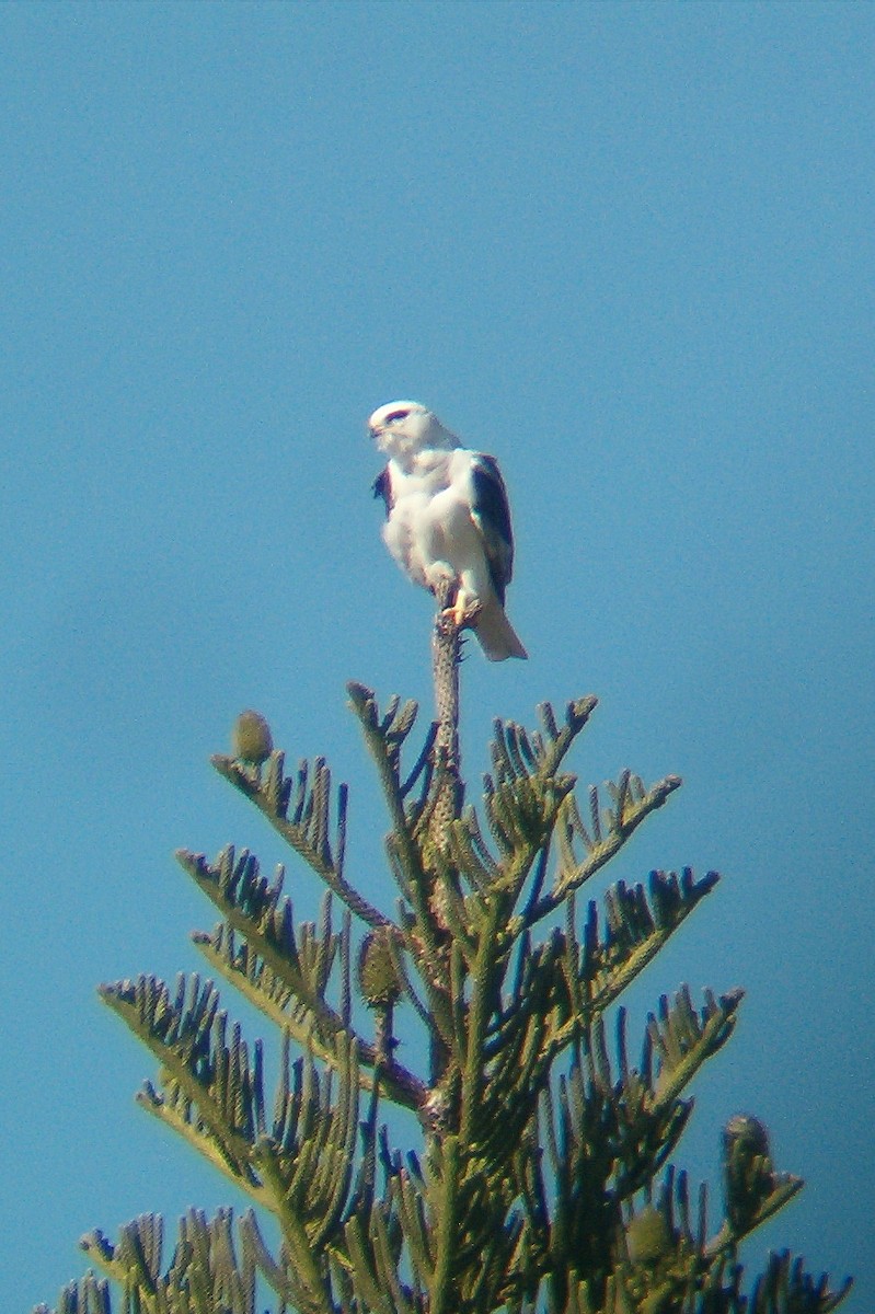 White-tailed Kite - ML171220631