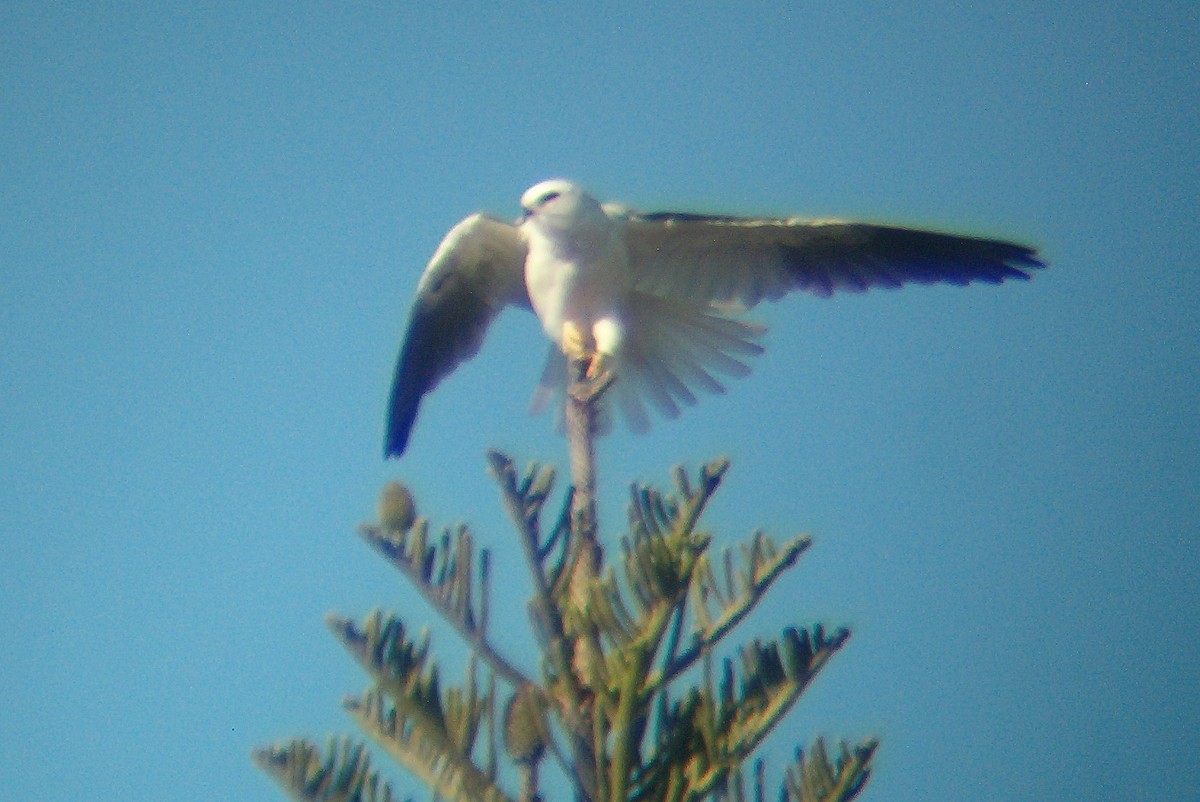 White-tailed Kite - ML171220641