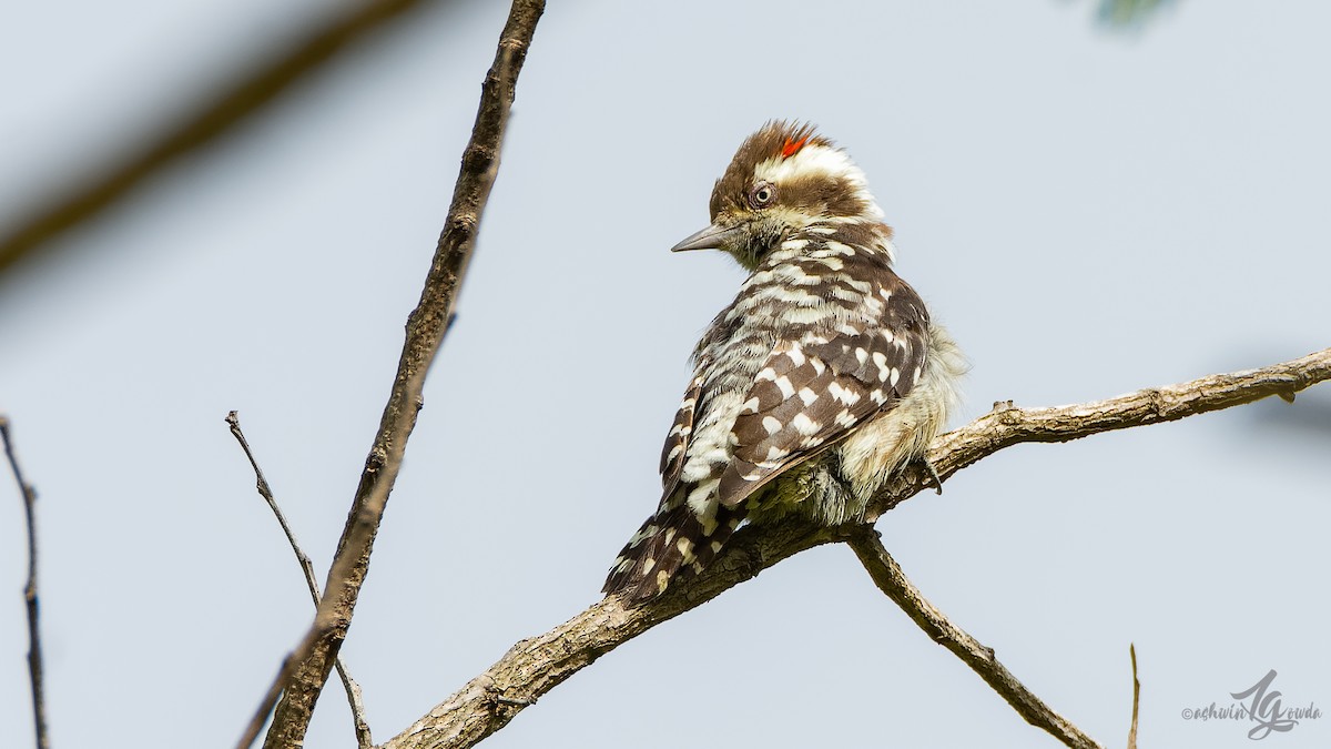 Brown-capped Pygmy Woodpecker - ML171220721