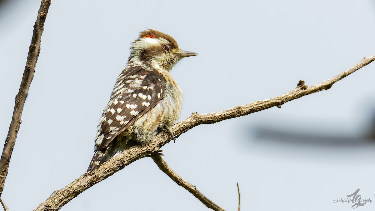 Brown-capped Pygmy Woodpecker - ML171220731