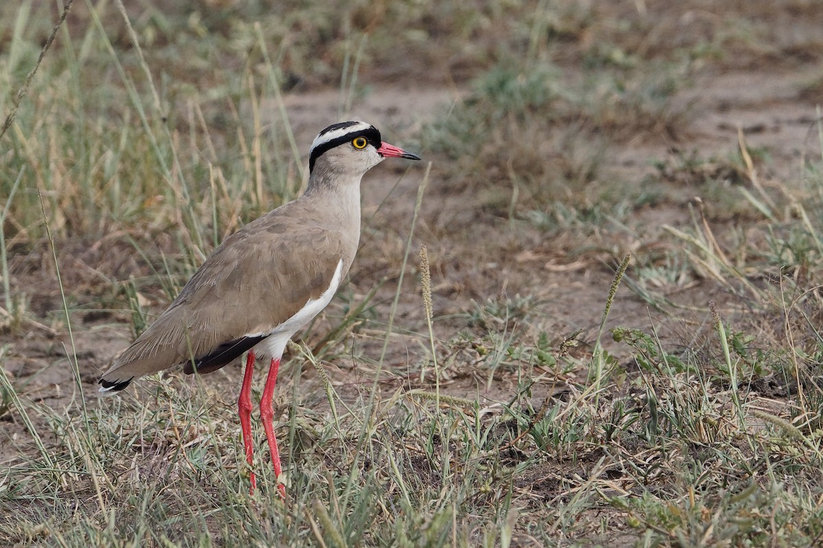 Crowned Lapwing - ML171220901