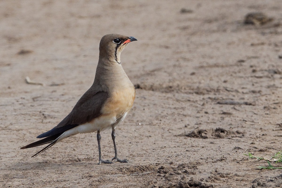 Collared Pratincole - Vincent Wang