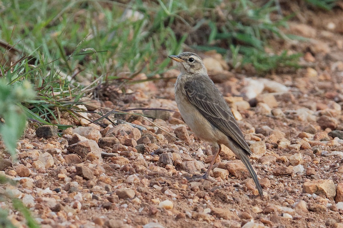 African Pipit (African) - ML171221681