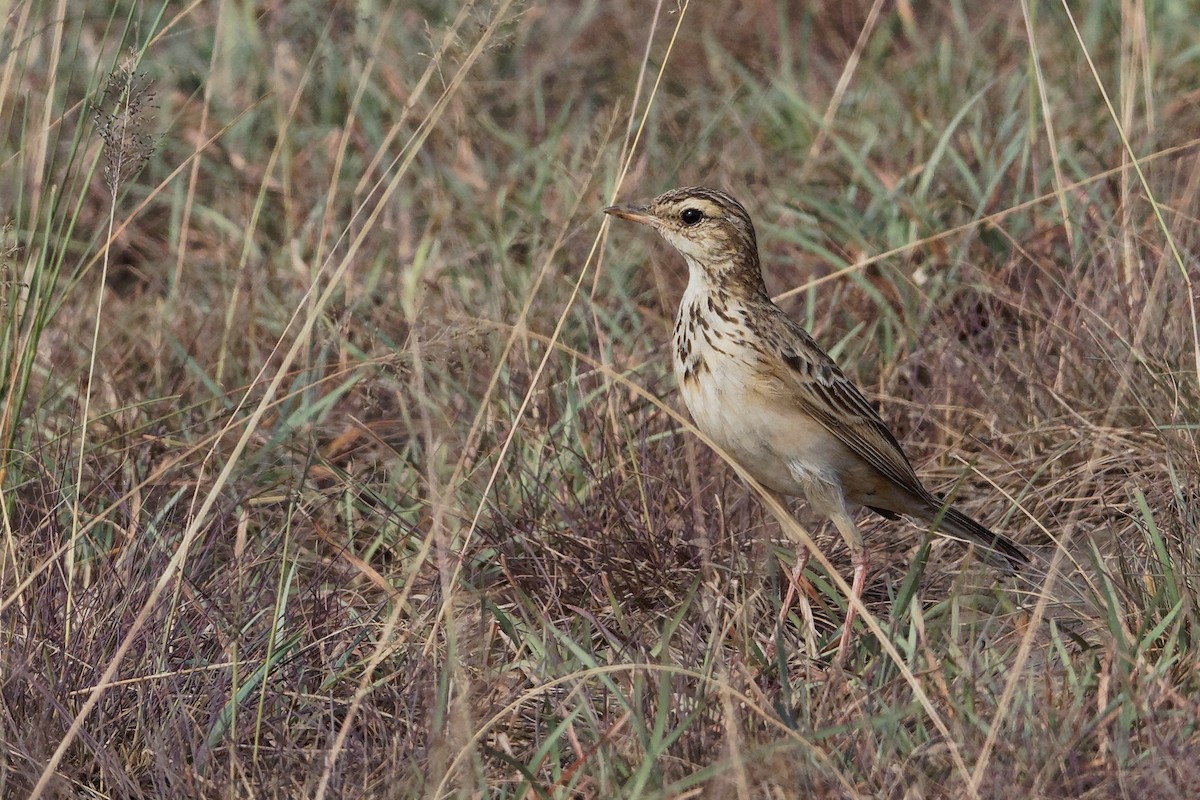 African Pipit (African) - ML171221701