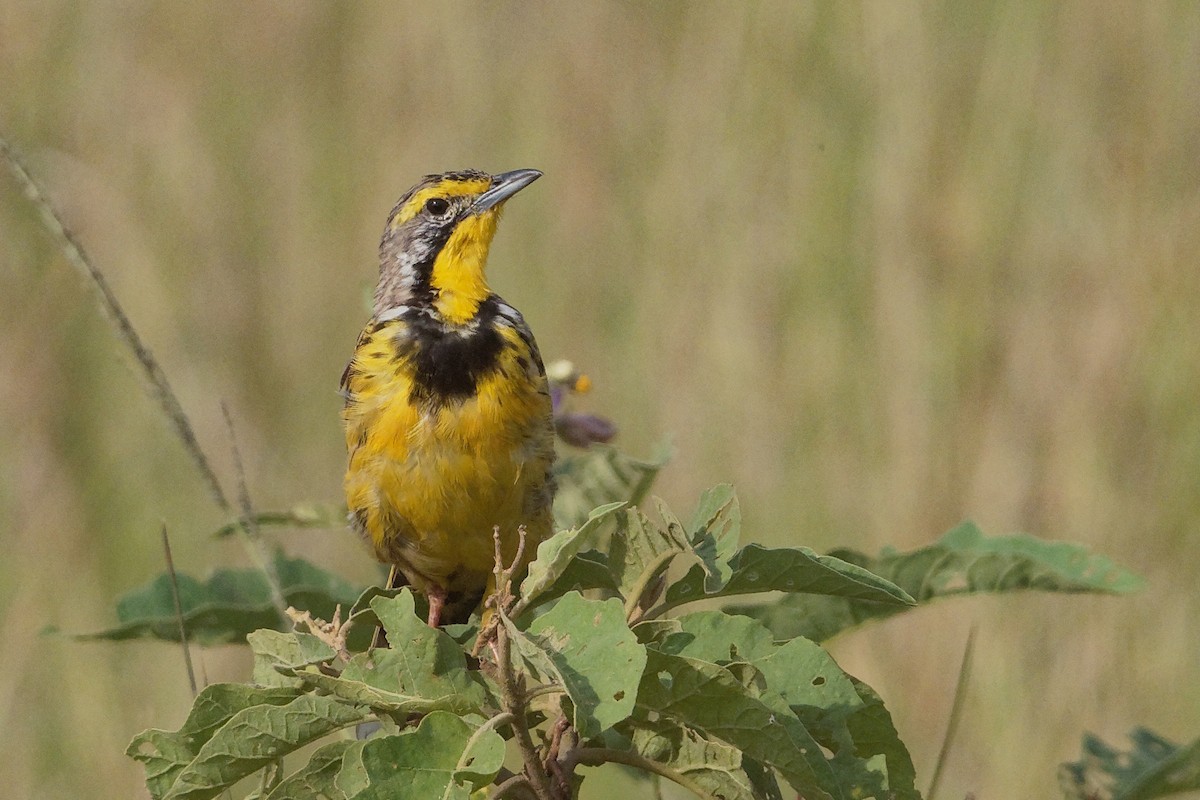 Yellow-throated Longclaw - Vincent Wang
