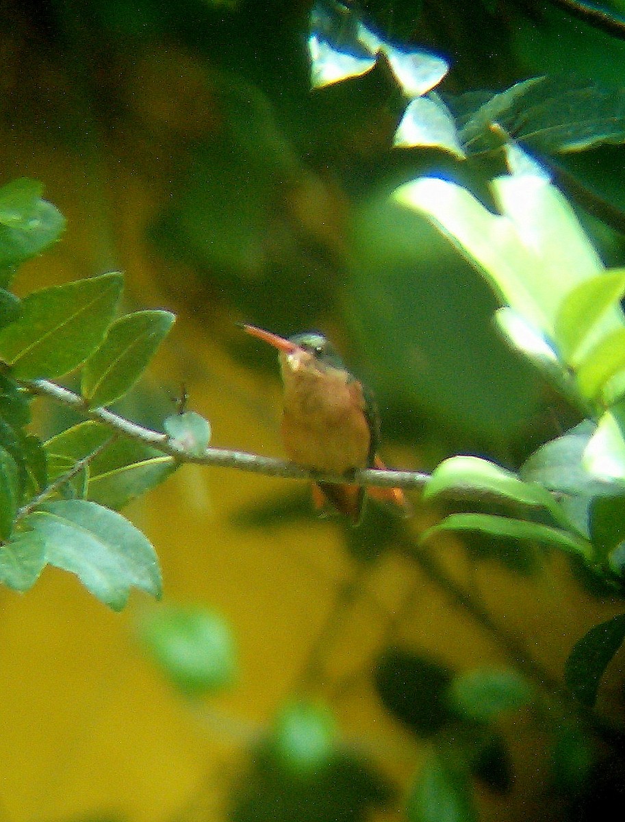 Cinnamon Hummingbird - ML171222521