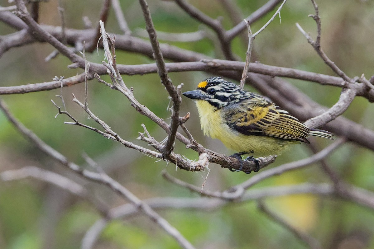 Yellow-fronted Tinkerbird - Vincent Wang