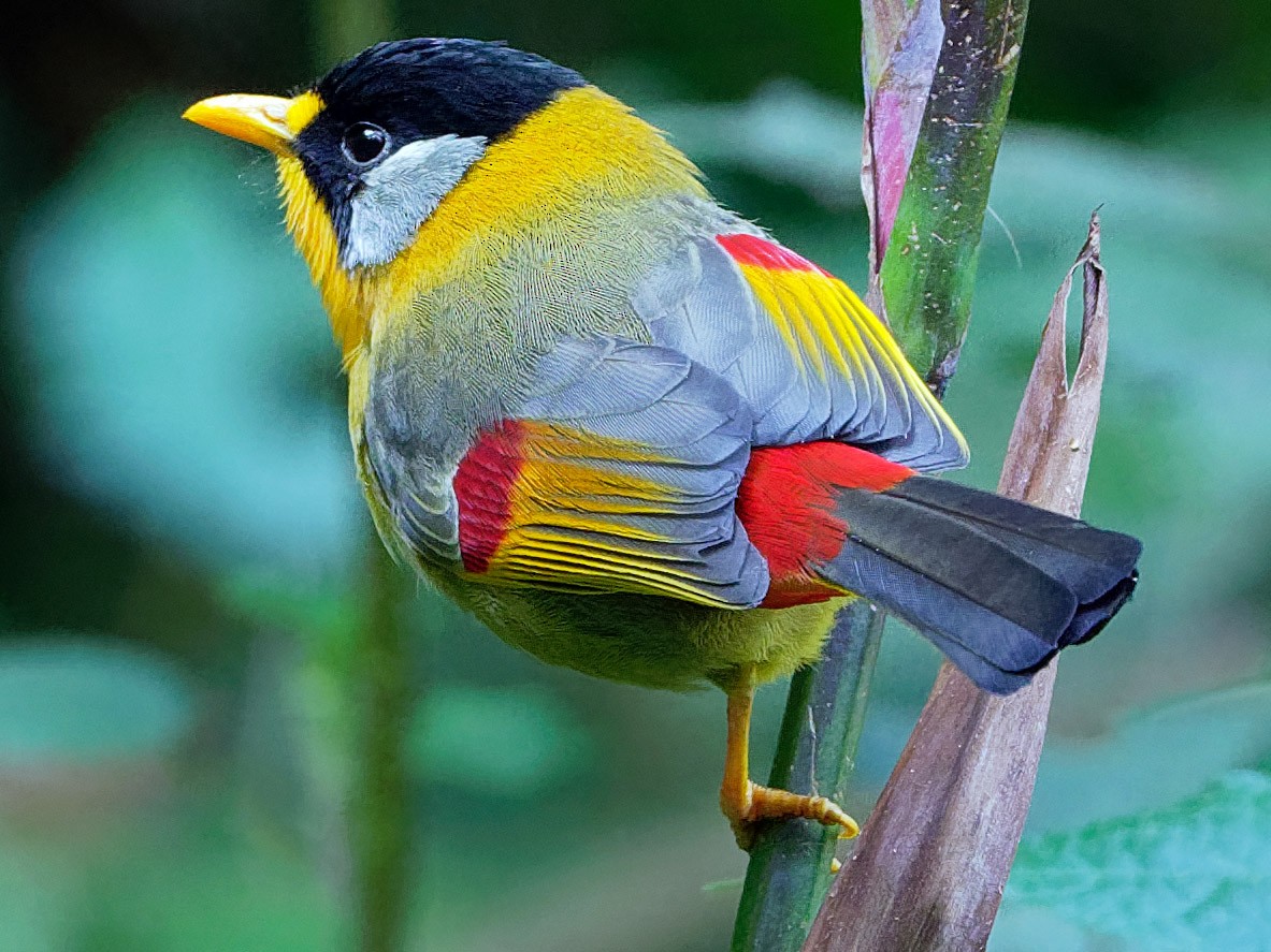 Meet The Silver-Eared Mesia — The Stunning Bird Covered In Autumnal Colors ( 12 Pics) - Kingdoms TV