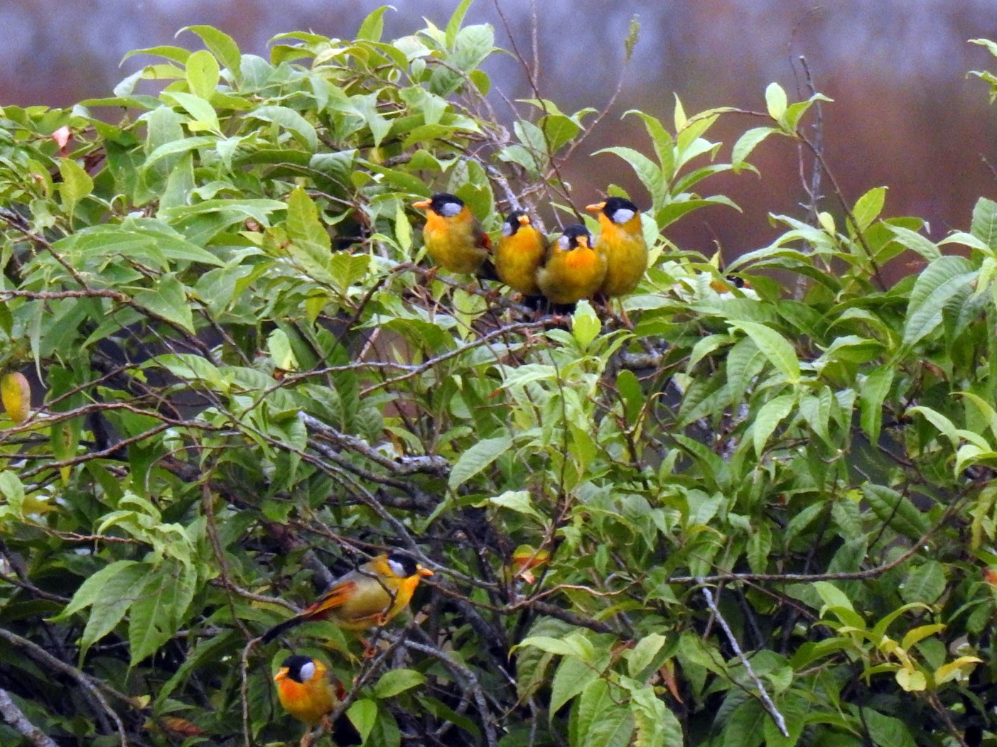 Silver-eared Mesia - Anonymous