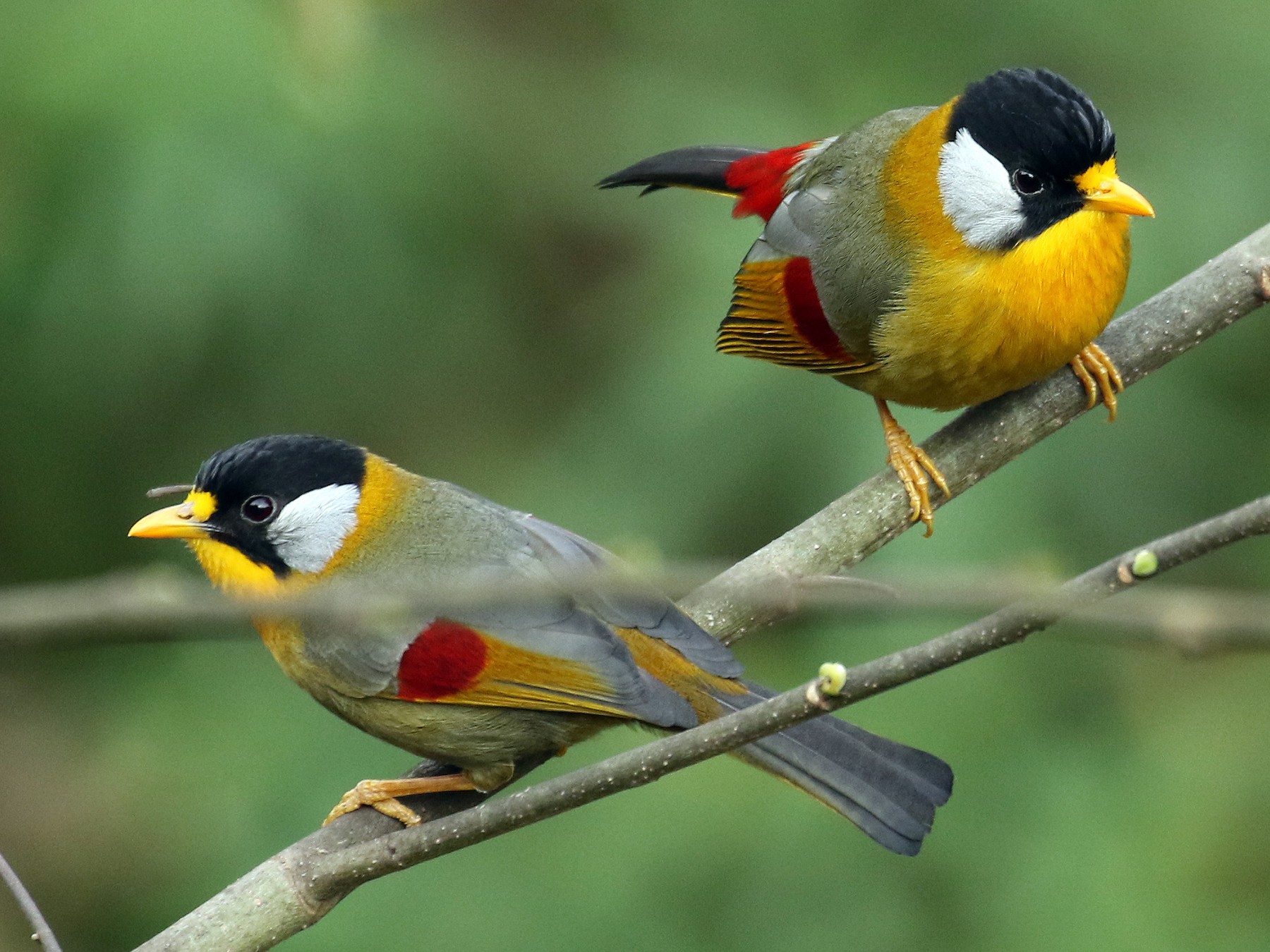 Silver-eared Mesia - Frank Thierfelder