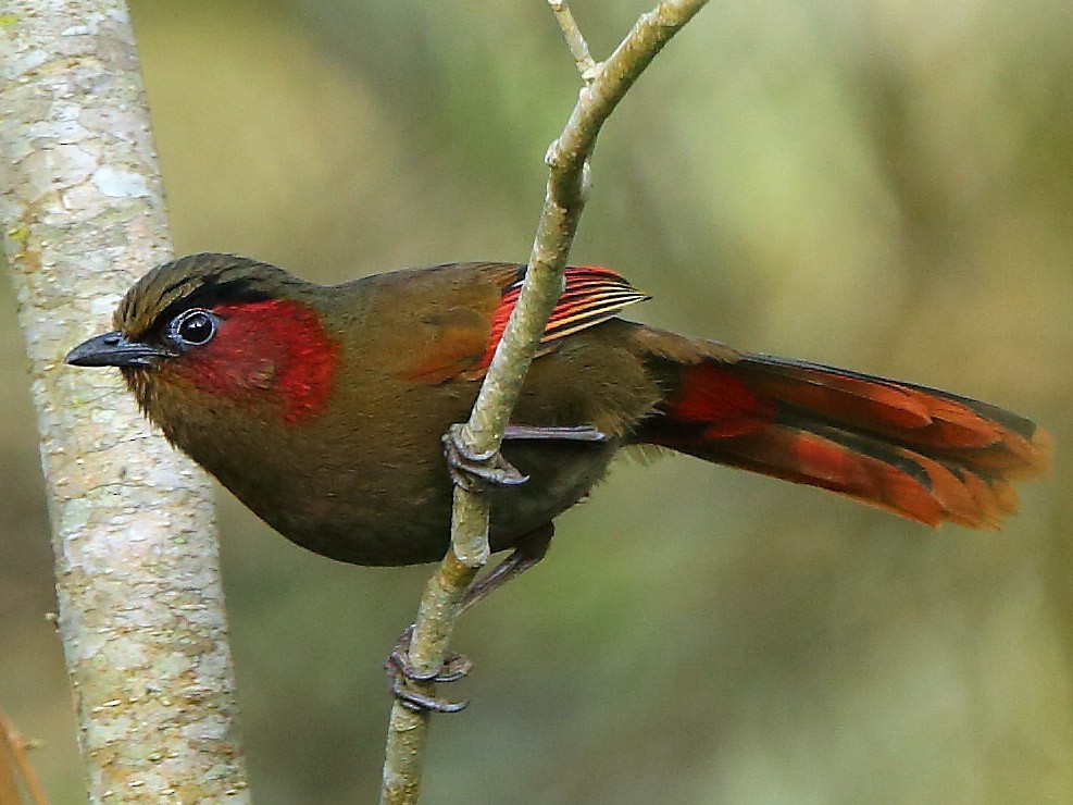 Red-faced Liocichla - Albin Jacob