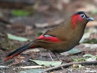  - Red-faced Liocichla