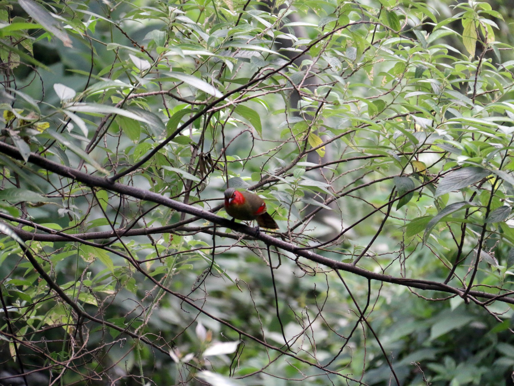 red-faced-liocichla-ebird