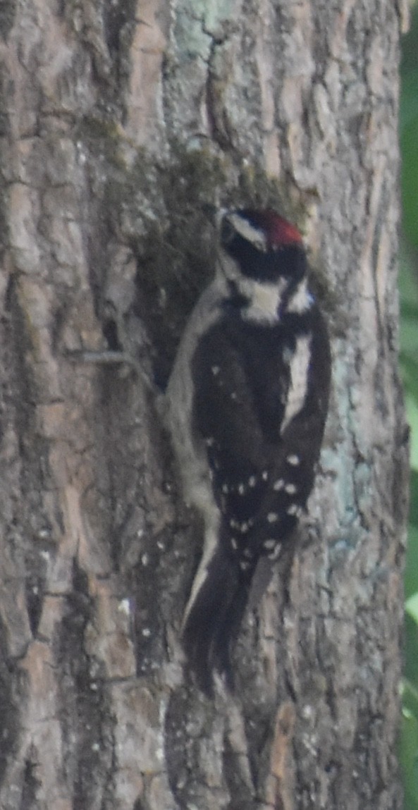 Downy Woodpecker - ML171225011