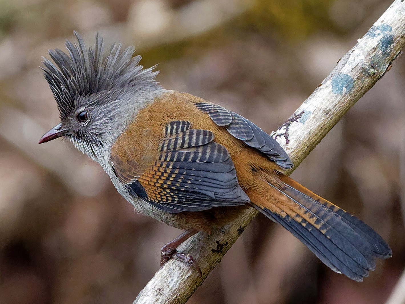 Streak-throated Barwing - eBird