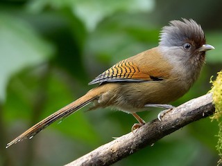  - Rusty-fronted Barwing
