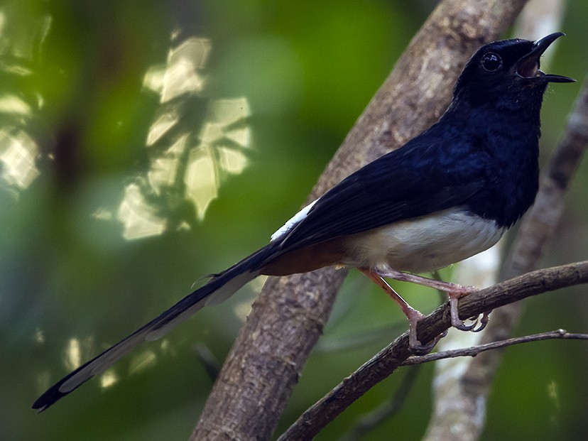 Andaman Shama - eBird