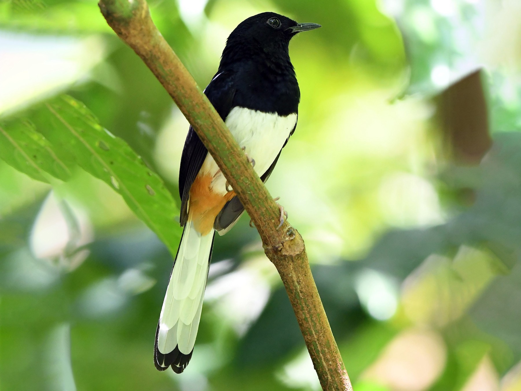 Andaman Shama eBird