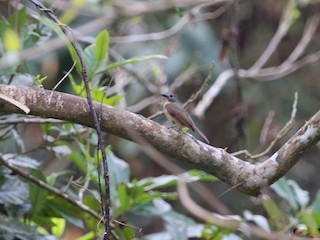  - Pale-chinned Flycatcher
