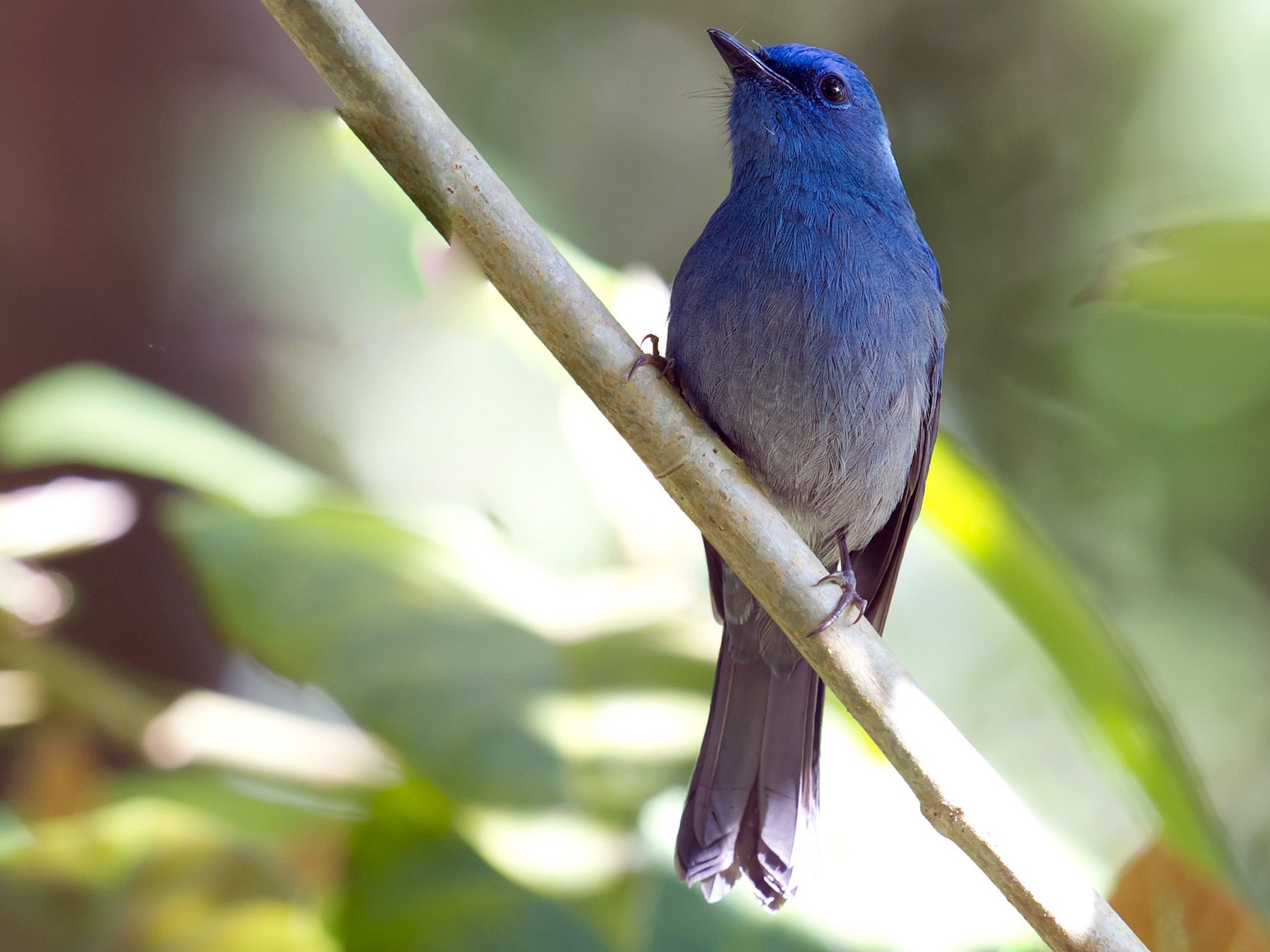 Pale Blue Flycatcher - Craig Brelsford