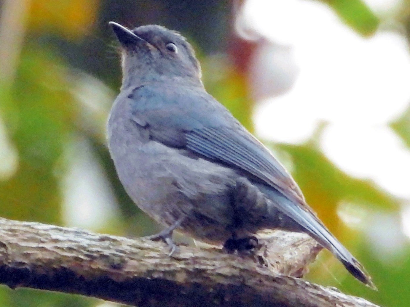 Pale Blue Flycatcher - eBird