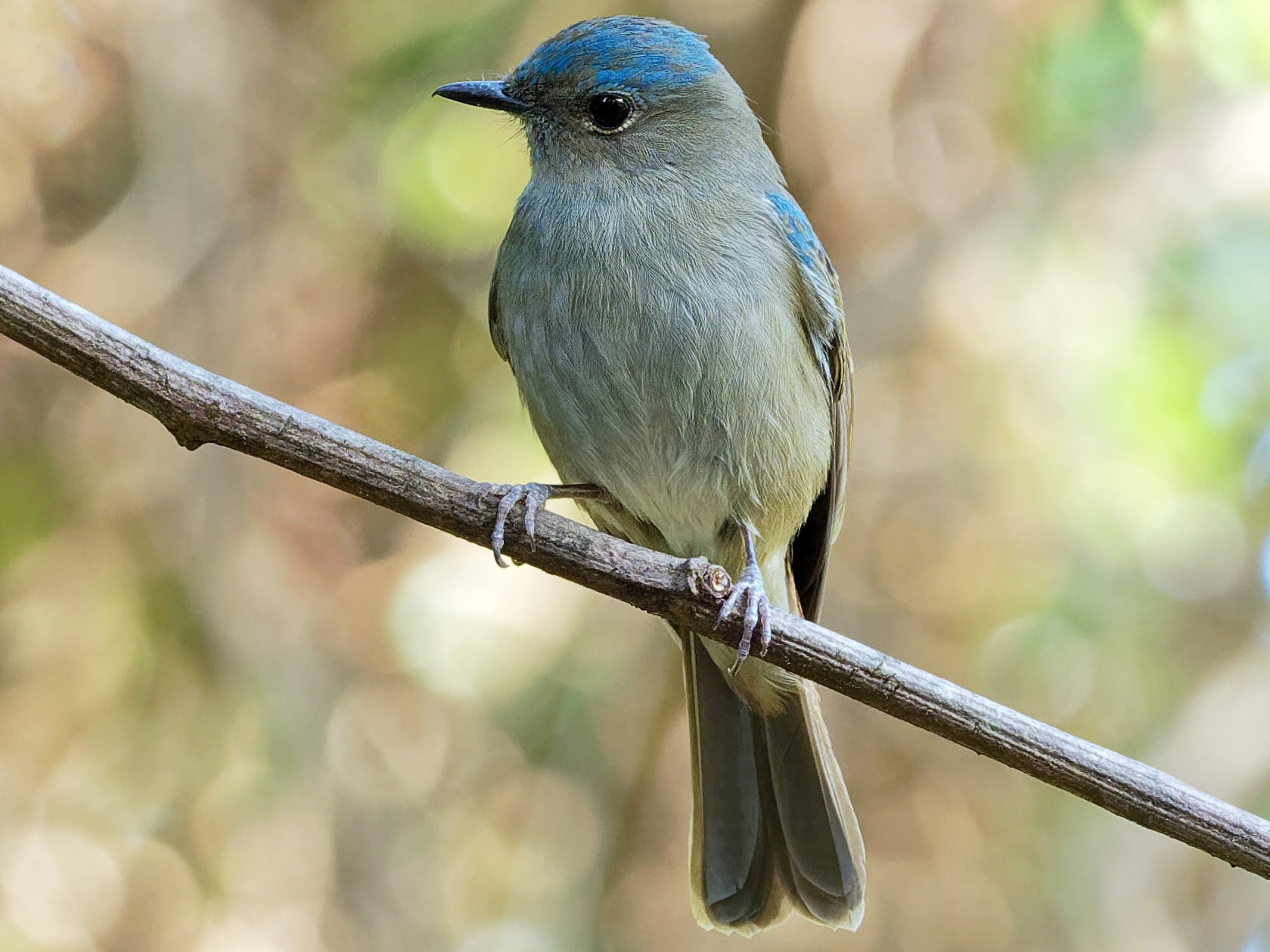 Pale Blue Flycatcher - Vincent Wang