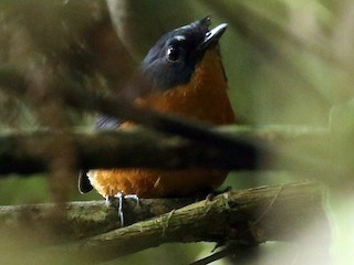  - Rusty-bellied Shortwing