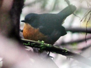  - Rusty-bellied Shortwing