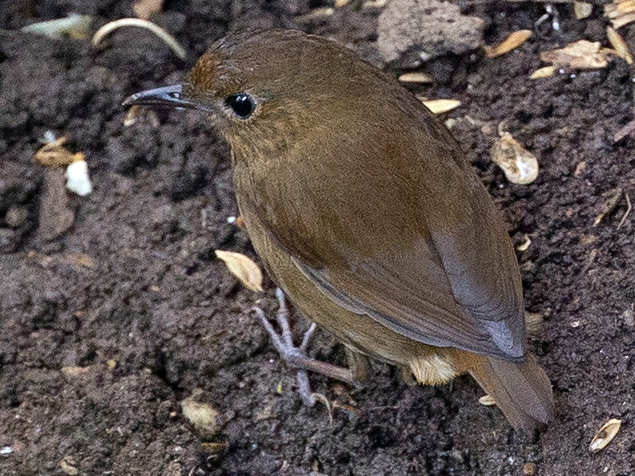 Lesser Shortwing - Robert Tizard