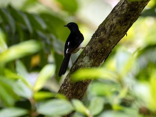 Andaman Shama - eBird