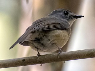  - Pale-chinned Flycatcher