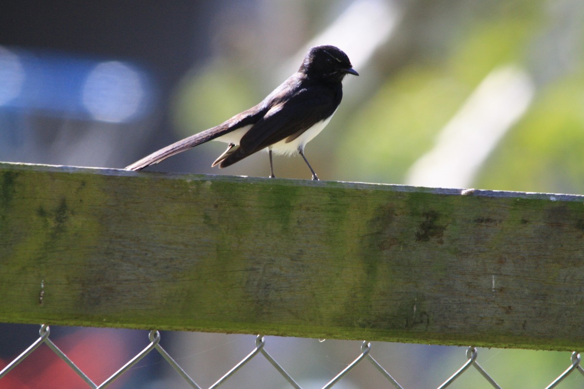 Willie-wagtail - ML171226251