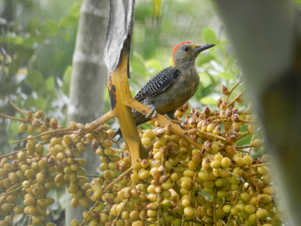 Golden-fronted Woodpecker - Carlos Torrijos