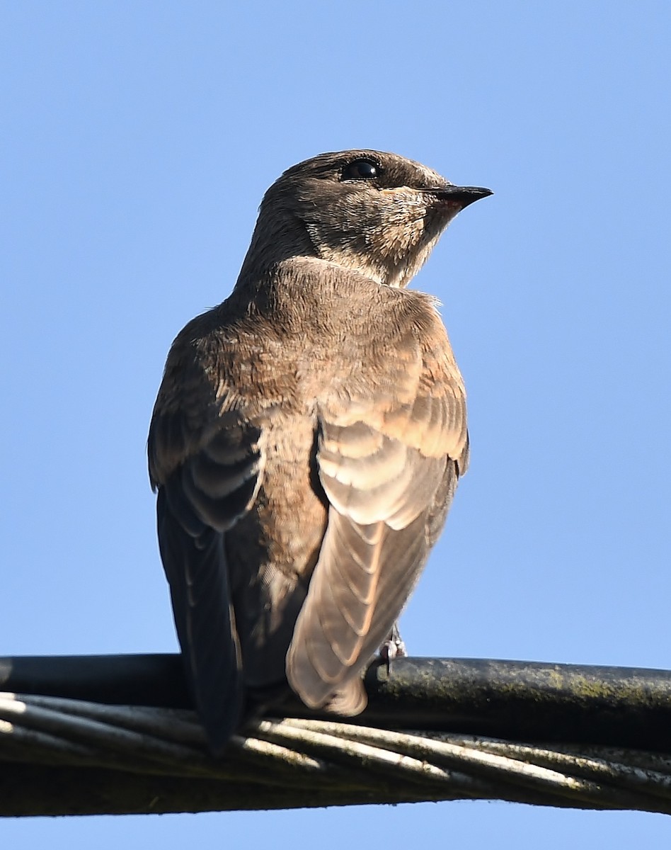 Northern Rough-winged Swallow - Rachel Hudson