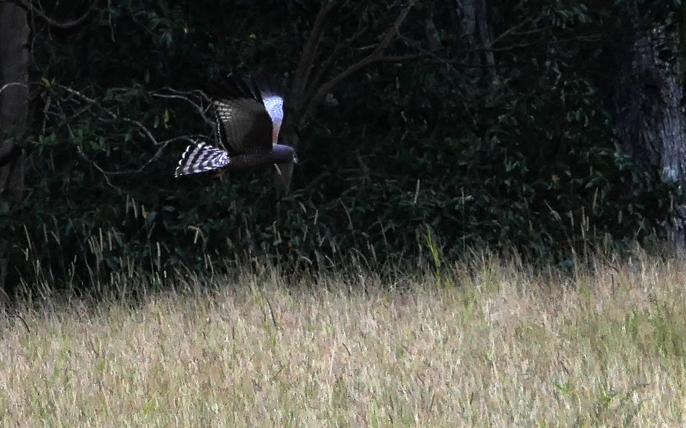 Spotted Harrier - ML171235071