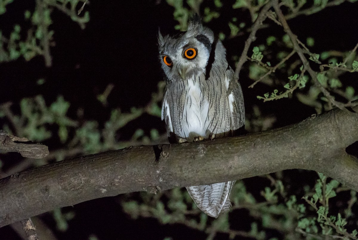 Northern White-faced Owl - Forest Botial-Jarvis