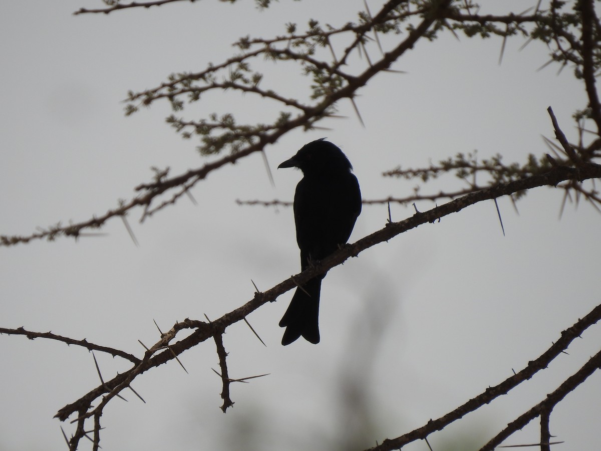 Fork-tailed Drongo - ML171239741